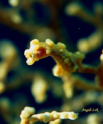Yellow Pygmy Seahorse. Canon EOS300 with 100mm micro lens... by Angeli Lok 